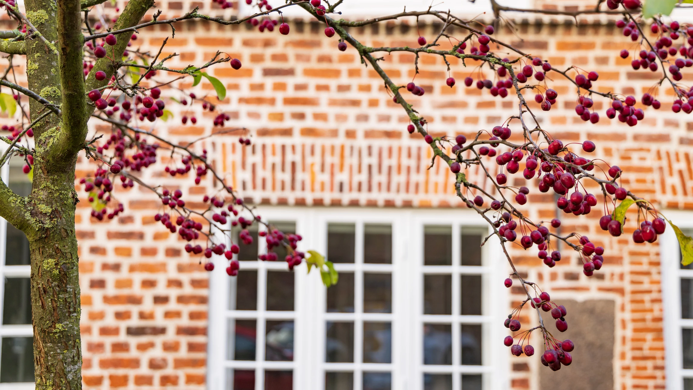 kirsebærtræ i forgrund med murstenshus i baggrunden
